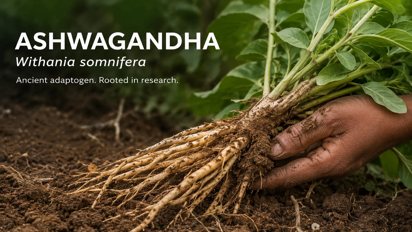 Ashwagandha roots being lifted from soil