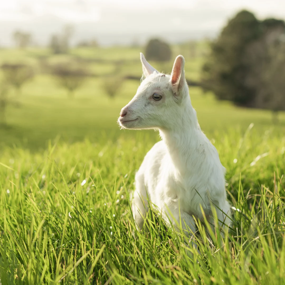 White baby goat in a sunny green field